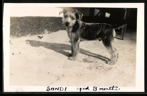 Foto-AK Junger Terrier Sandi im Sonnenschein, Portrait