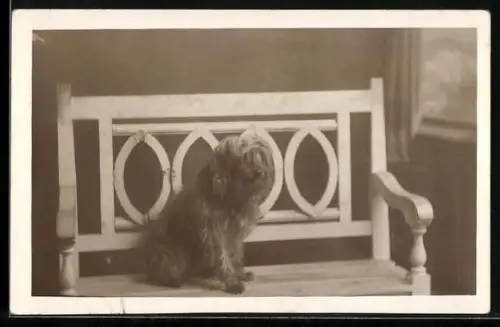Foto-AK Terrier auf einer Sitzbank