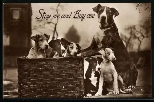 AK Stop me and Buy one, Hundemutter mit Wurf