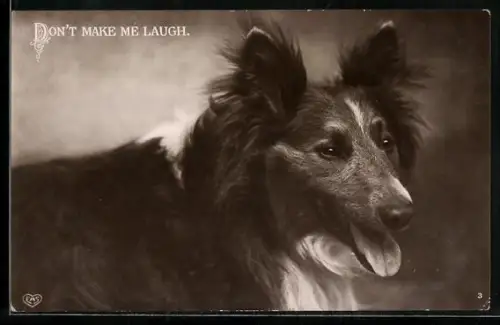 AK Don`t make me laugh, Collie