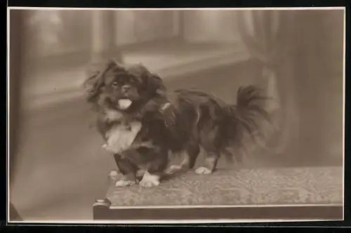 Foto-AK Pekinese auf einem Sitzmöbel
