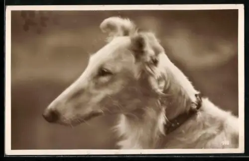 AK Windhund, Seitenportrait