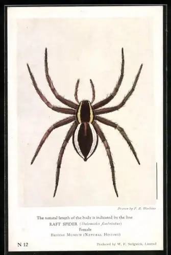 AK British Museum, Raft Spider, Female