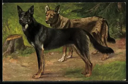 AK Schäferhunde, heller und dunkler Farbschlag