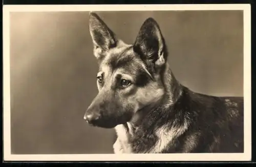 AK Schäferhund mit entschlossenem Blick