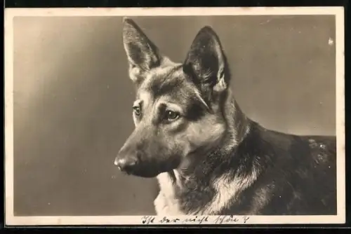 AK Kopfportrait von Schäferhund