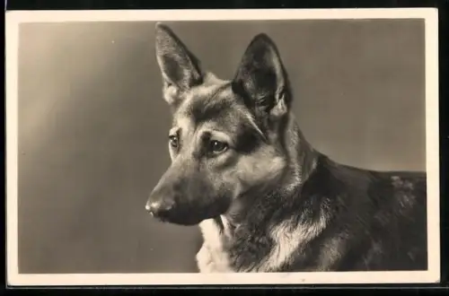 AK Kopfportrait von Schäferhund