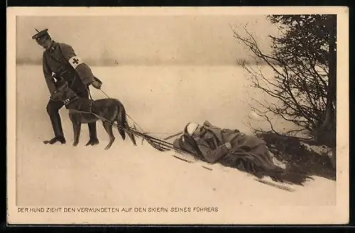 AK Sanitätshund zieht seinen verwundeten Soldaten auf den Skiern seines Führer