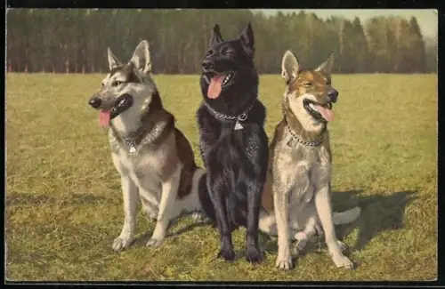AK Deutsche Schäferhunde verschiedener Farbschläge