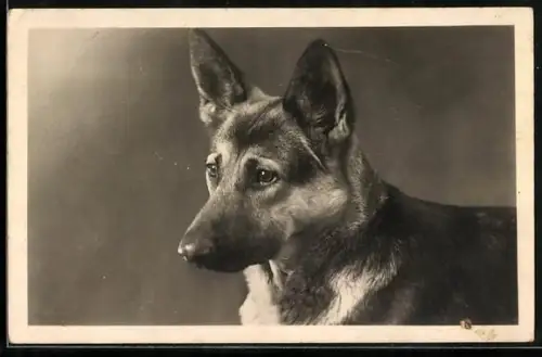 AK Kopfportrait von Schäferhund