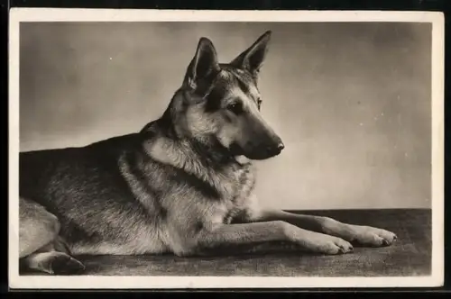 AK Liegender entspannter Schäferhund