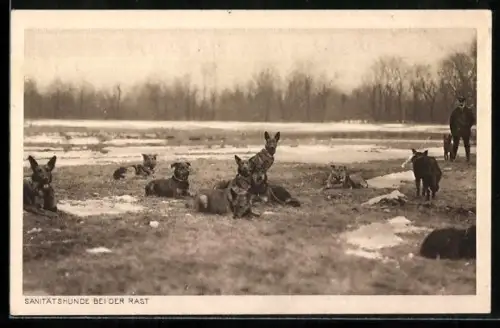AK Deutscher Verein für Sanitätshunde Oldenburg, Sanitätshunde bei der Rast