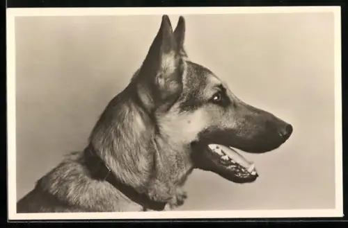Foto-AK Schäferhund mit offenem Maul