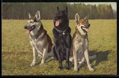 AK Deutsche Schäferhunde verschiedener Farbschläge