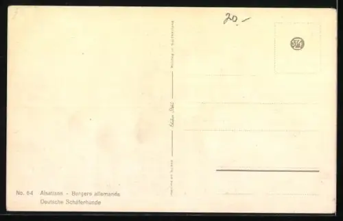 AK Deutsche Schäferhunde verschiedener Farbschläge