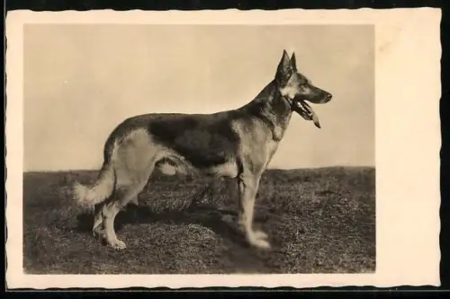 AK Treuer Begleiter, Deutscher Schäferhund