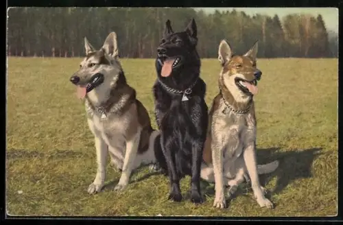 AK Deutsche Schäferhunde verschiedener Farbschläge