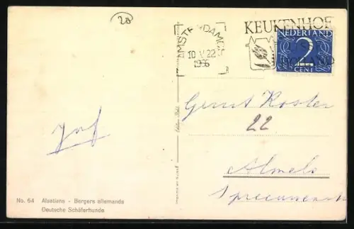 AK Deutsche Schäferhunde verschiedener Farbschläge