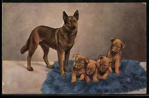 AK Deutscher Schäferhund mit Welpen