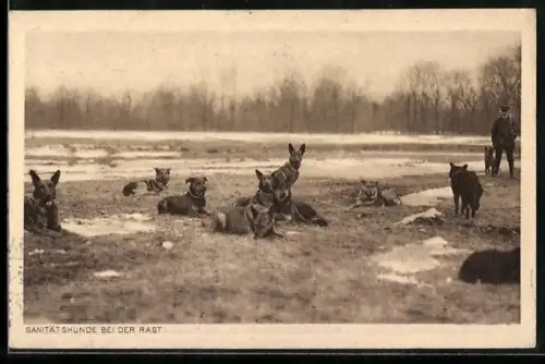 AK Sanitätshunde bei der Rast auf einer Wiese