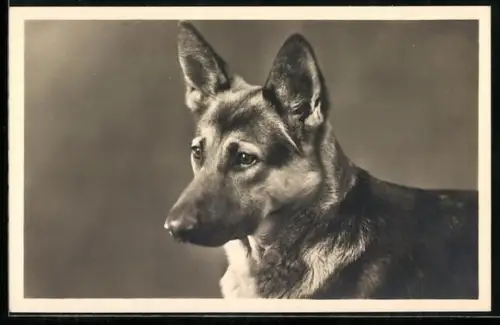AK Kopfportrait von Schäferhund