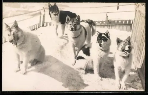 AK Polarhunde der Jungfraubahn, Schlittenhunde