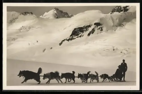 AK Jungfraujoch, Polarhunde auf dem Aletschgletscher