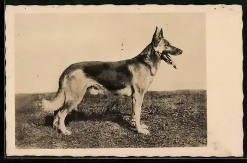 AK Treuer Begleiter, Deutscher Schäferhund