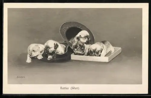 AK Wurf der Hunderasse Rattler