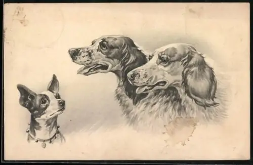 AK Zwei Cockerspaniel mit einem Terrier