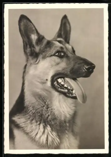 AK Schäferhund mit rausgestreckter Zunge