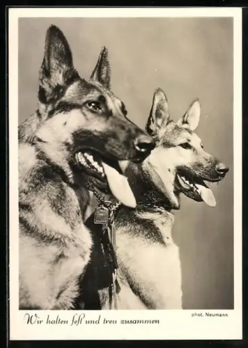 AK Wir halten fest und treu zusammen, zwei Schäferhunde