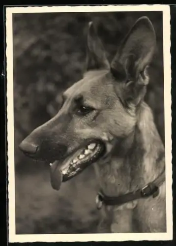 AK Schäferhund mit Halsband