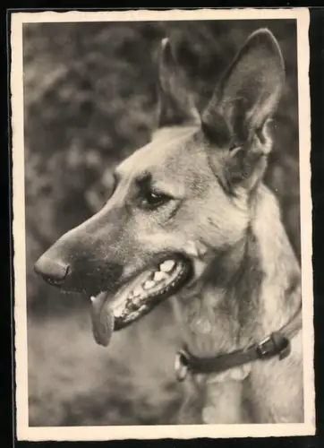 AK Schäferhund mit Halsband