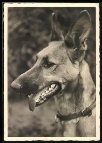 AK Schäferhund mit Halsband