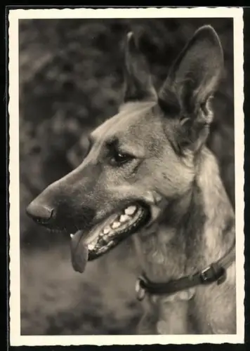 AK Schäferhund mit Halsband