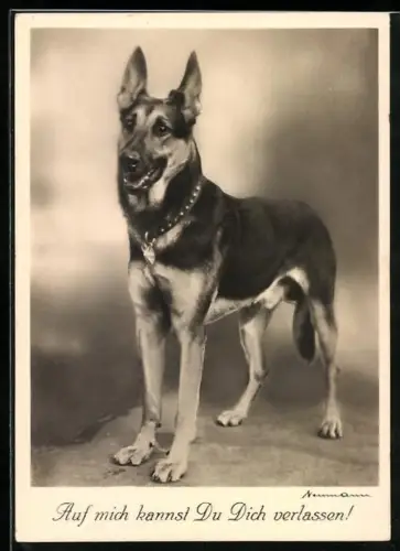 AK Auf mich kannst Du Dich verlassen!, Schäferhund