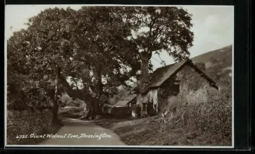 AK Bossington, Giant Walnut Tree