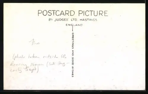 AK Whitby, The Fish Quay