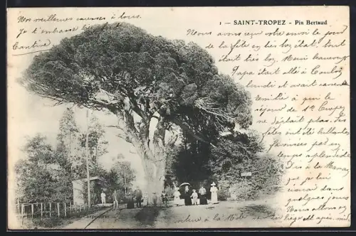 AK Saint-Tropez, Pin Bertaud et promeneurs sur le chemin ombragé