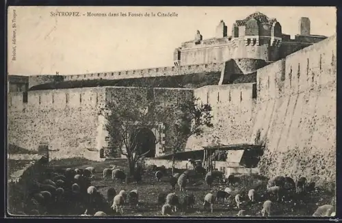 AK St-Tropez, Moutons dans les Fossés de la Citadelle