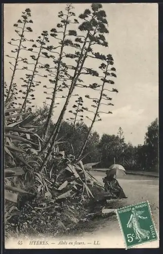 AK Hyères, Aloès en fleurs