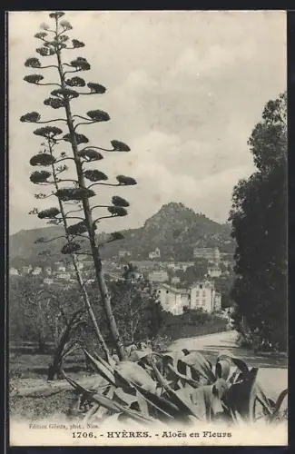 AK Hyères, Aloes en Fleurs