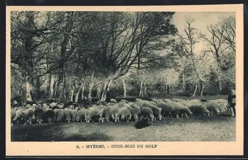 AK Hyères, Sous-bois du golf avec troupeau de moutons