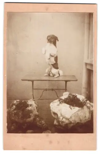 Fotografie Hund macht Männchen auf einem Tisch