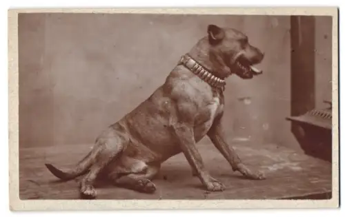 Fotografie Hund Terrier mit dicken Metall Halsband