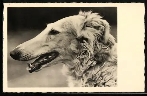 AK Portrait eines Barsoi-Hundes