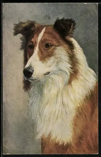 AK Kopf eines Collies