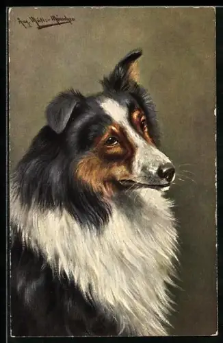 Künstler-AK August Müller - München: Collie mit schwarz-weiss-braunem Fell