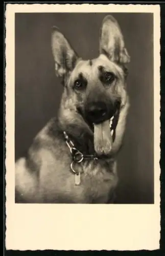 AK Schäferhund mit heraushängender Zunge und Halsband